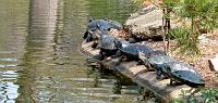 11818 Turtles by water